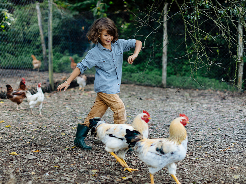 Child running among chickens (photo)