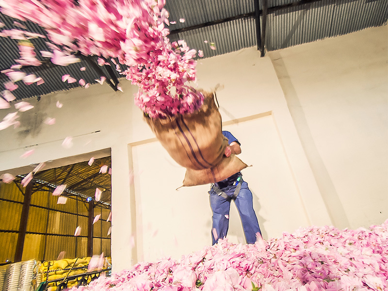 Person emptying a sack of rose petals (photo)