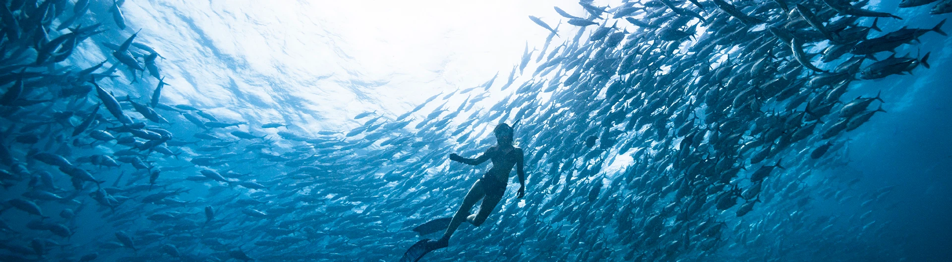 A person snorkeling surrounded by a swarm of fish (photo)