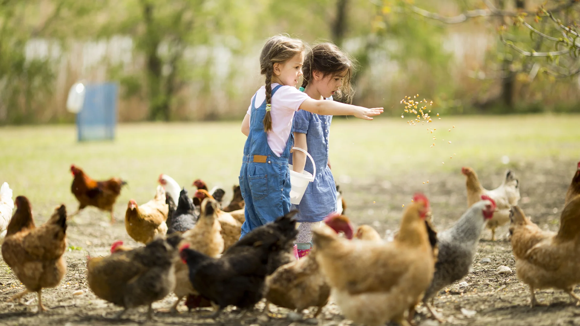 Two children surrounded by chicken (photo)