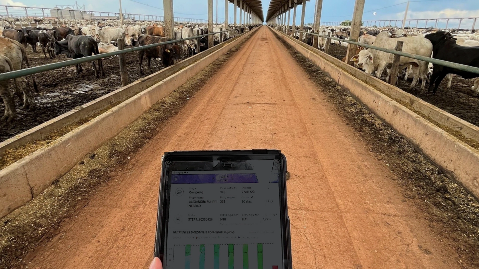 A person holding a tablet walking through a cattle farm (photo)