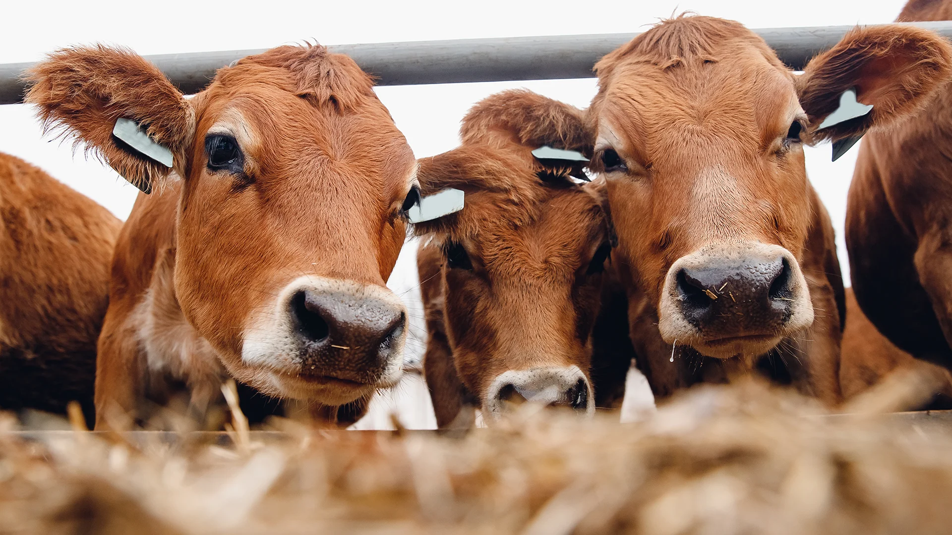 Three cows facing the camera (photo)