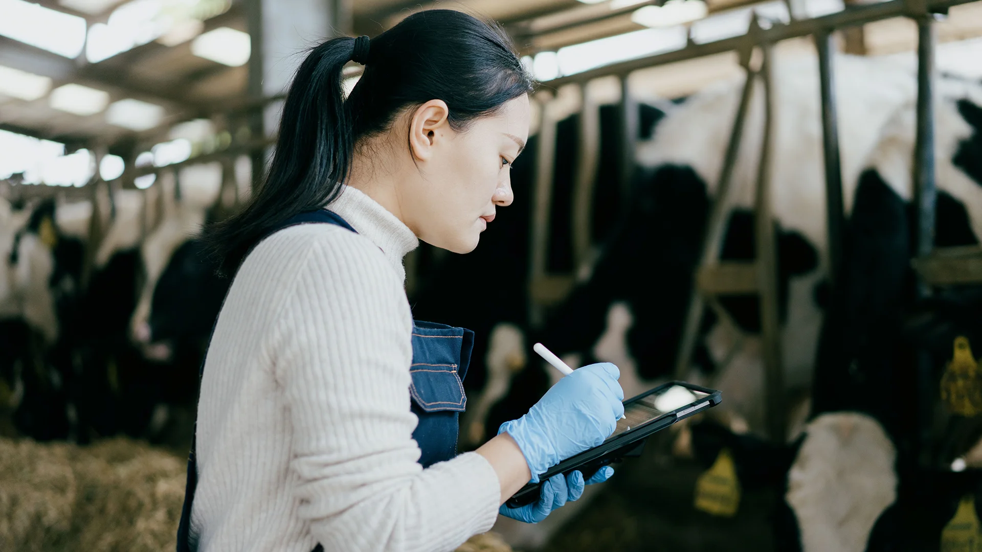 A farmer in the cow stall writing something down on a tablet (photo)