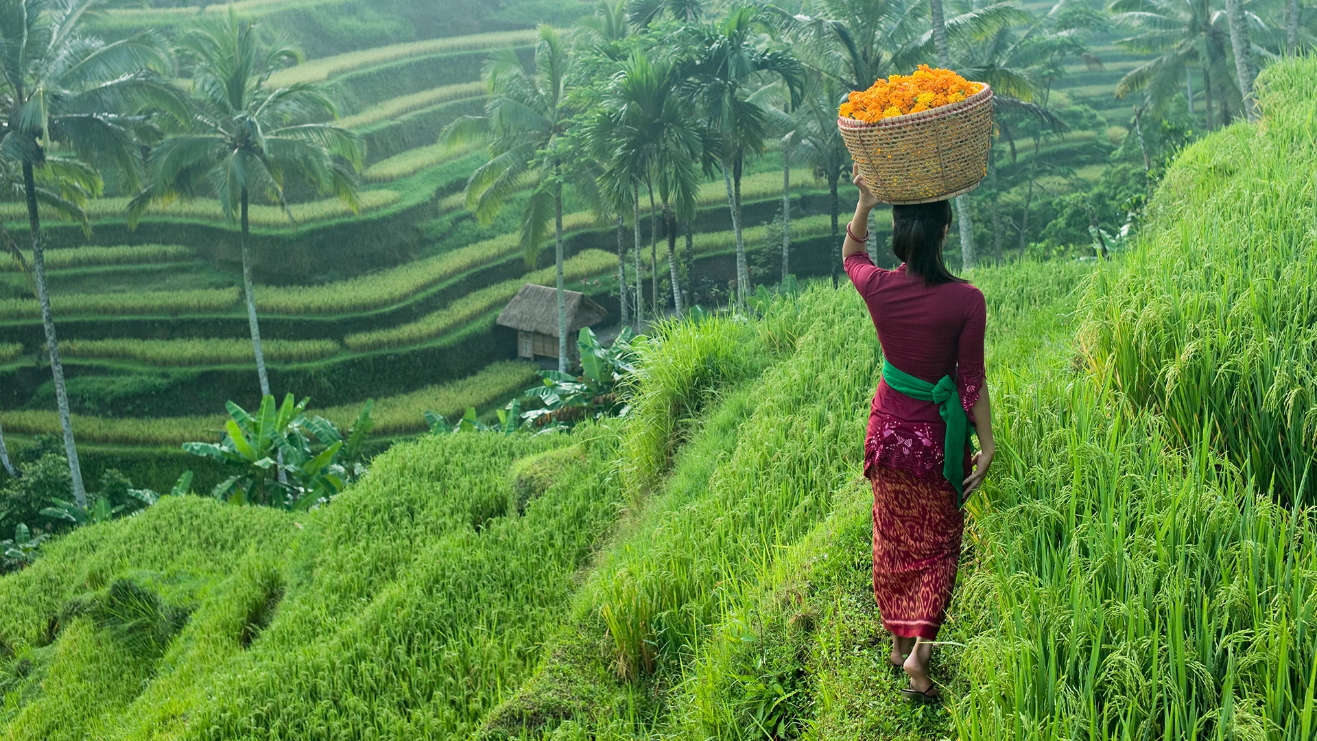 Woman carrying a box in a ricefield (photo)