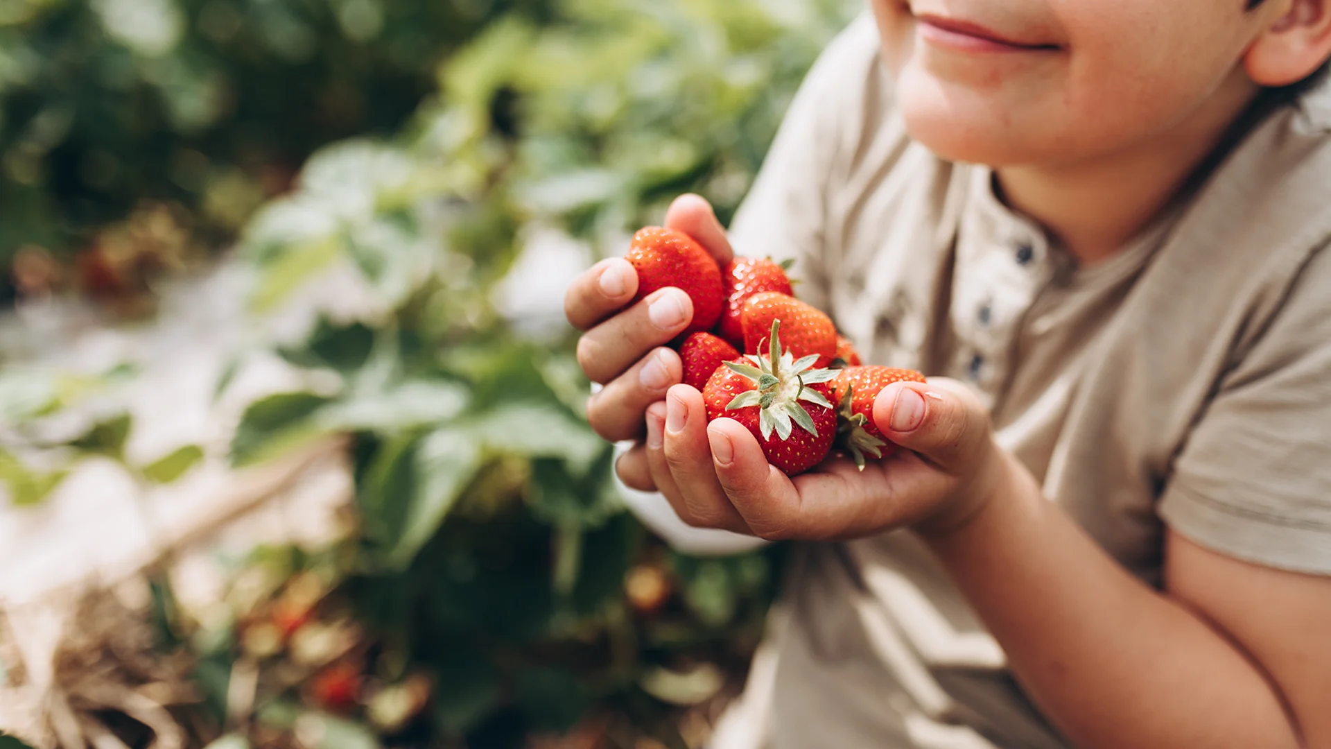 A young boy holding strawberries and smiling (photo)