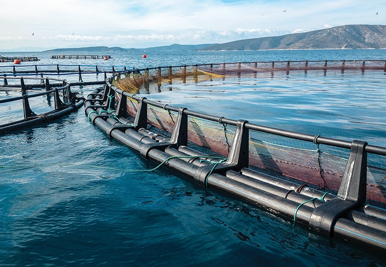 Algae sea plantation (photo)