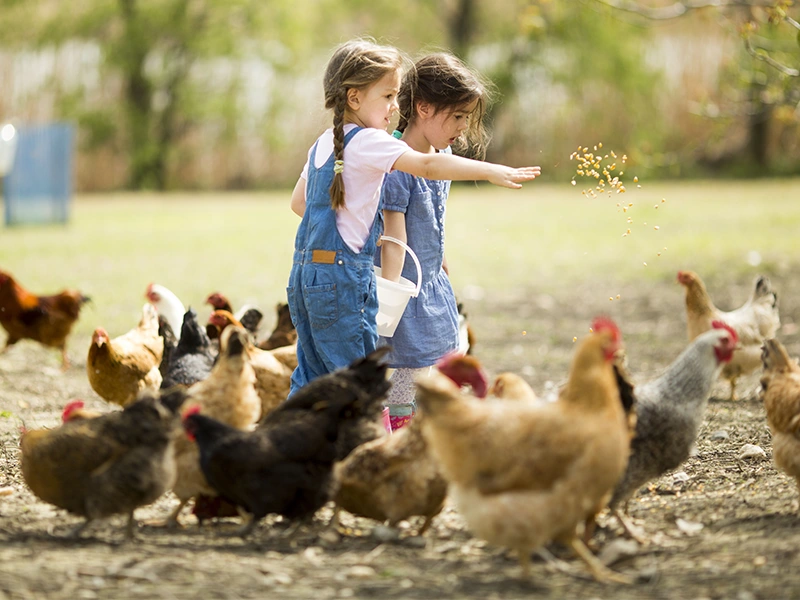 Two children surrounded by chicken (photo)