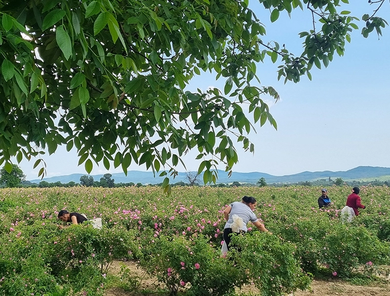 People harvesting flowers in a large field of blooming roses. (photo)