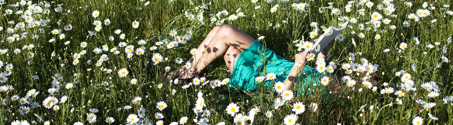 A person lying in a field of daisies, reading a book. (photo)