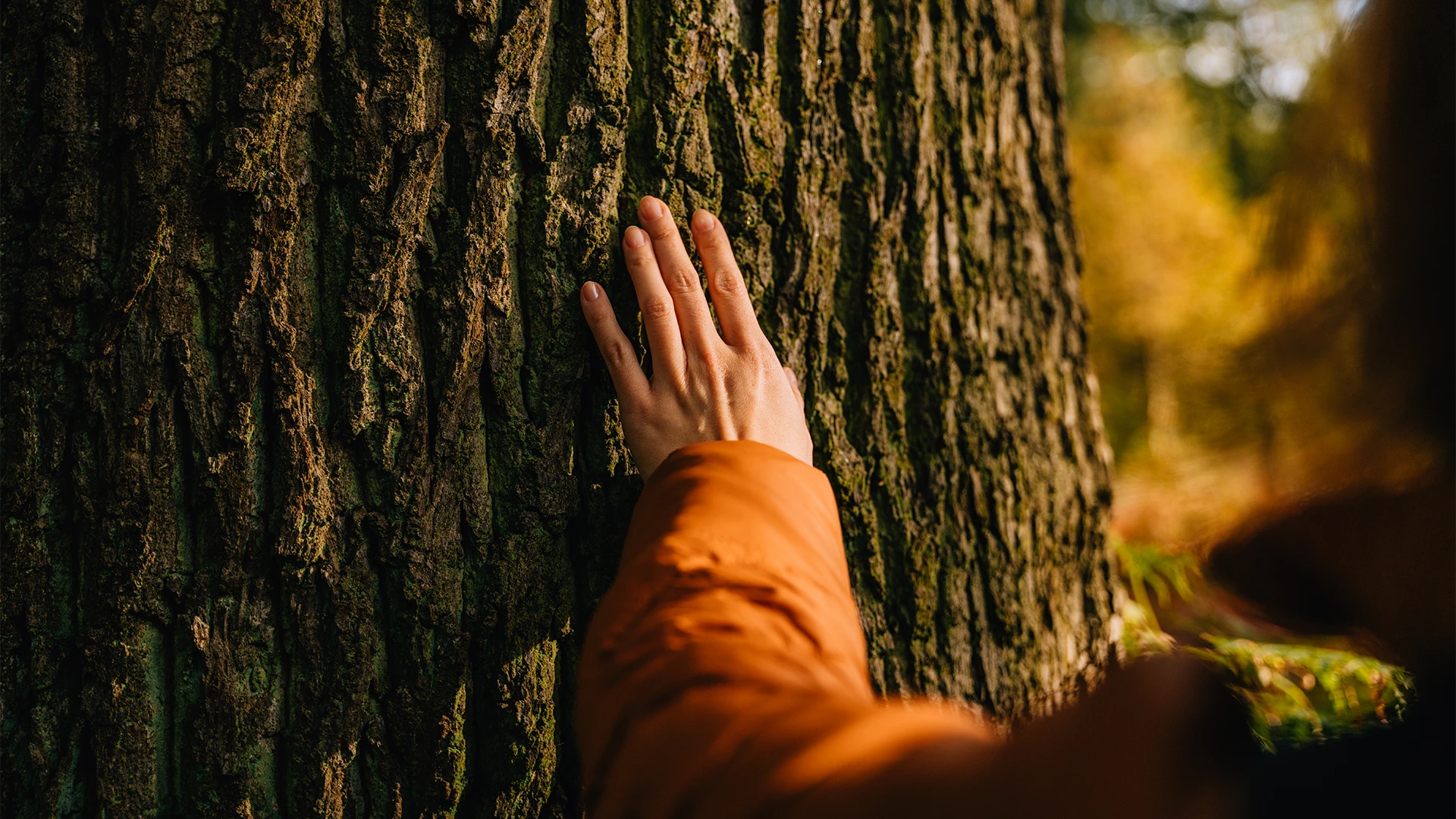 A hand gently rests against the textured bark of a tree in a sunlit forest, with warm autumn colors softly blurred in the background. (photo)