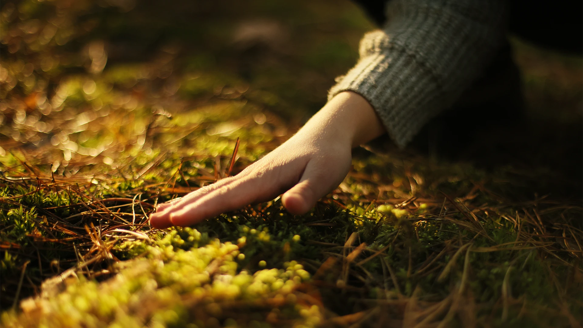 A hand gently brushes across sunlit moss and pine needles on a forest floor, capturing a quiet, tactile moment in nature. (photo)