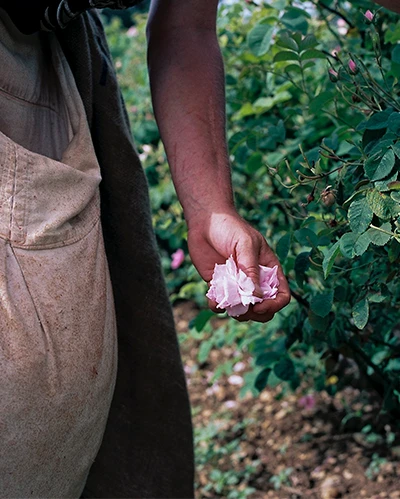 Hand holding freshly picked pink rose petals. (photo)