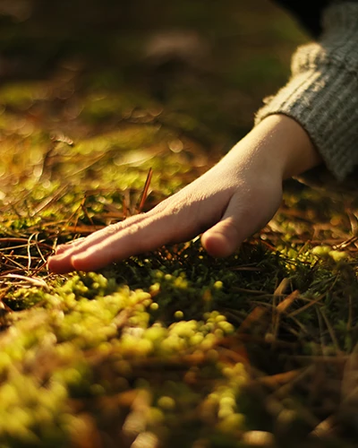 Hand resting on moss in soft sunlight. (photo)